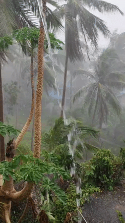 Rain, palms, and quirky close-ups from Ko Pha-ngan