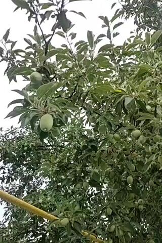 The video shows a close-up shot of a tree laden with green fruits, likely plums or apples, hanging from its branches. The camera pans slowly upwards, revealing the dense foliage and the abundance of young fruit. The leaves are a vibrant green, and the sky above is overcast, suggesting a cloudy day. The overall impression is one of natural growth and a healthy fruit-bearing tree.