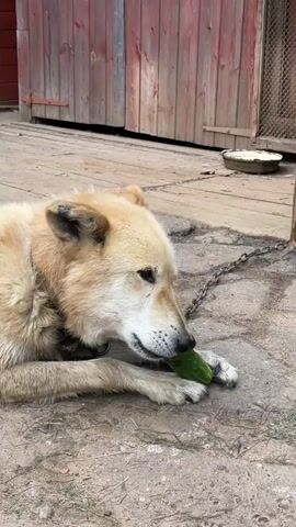 A tan dog lies on a cobblestone surface in front of a wooden structure. The dog is chewing on a cucumber, holding it between its paws. The dog's tail is not visible. A metal chain is attached to the dog's collar and extends out of frame. To the right of the dog, there is a shallow metal bowl containing white material, possibly food. The background consists of a wooden wall with red doors and a chain-link fence. The lighting suggests it is daytime.