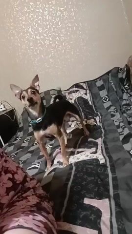A small dog, primarily black and tan with pointy ears and a blue collar, stands on a bed covered with a patterned blanket. The dog jumps and appears to playfully interact with a pink object. A person's legs, wearing floral patterned clothing, are visible in the lower left corner of the frame. The background shows a textured wall.