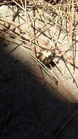 The video shows a close-up of a dead bee being scavenged by ants. The bee is mostly obscured by ants and debris, but its wings and some of its body are visible. The ants are actively pulling at the bee, breaking off pieces and carrying them away. The scene is set on sandy ground, with dry pine needles scattered around. The lighting suggests it is daytime, with shadows indicating sunlight. The focus is tight on the bee and ants, with the background blurred.