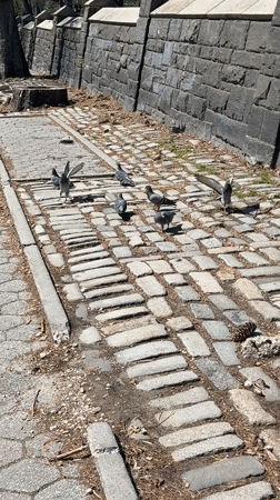 Person holds flower bud amid spring blooms in New York