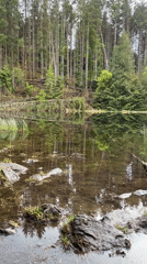 Peaceful lake reflections captured in Welsh forest village