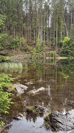 Peaceful lake reflections captured in Welsh forest village