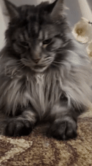 Cozy night in: Maine Coon and a dancing cactus toy