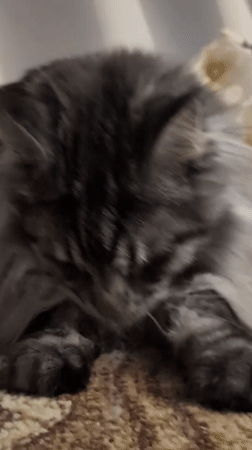 Cozy night in: Maine Coon and a dancing cactus toy