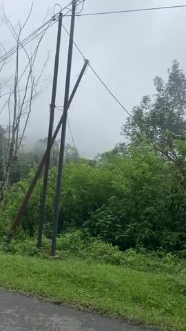The video shows a view from a vehicle moving along a road. The scene is a lush green landscape with dense foliage and trees. A tall, bare tree stands out on the left side, with power lines running overhead. In the background, fog or mist obscures the distant hills, creating a hazy atmosphere. The road appears to be paved, with a patch of grass and some debris on the shoulder. The overall mood is serene and natural, with a touch of mystery due to the fog.