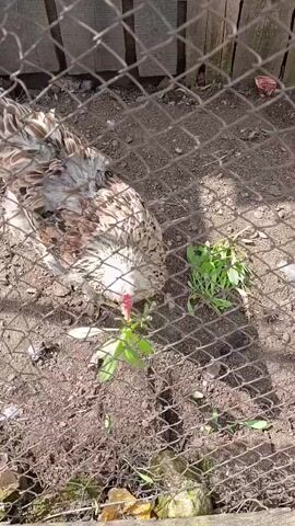 The video shows two chickens in a fenced enclosure, likely a chicken coop or pen. The ground inside the enclosure is dirt. One chicken, with light brown, white, and grey speckled feathers, is prominent in the foreground, pecking at some green plants on the ground. Another chicken, with mostly brown and black patterned feathers, is visible behind the first, also eating the green plants. A third chicken with similar brown and black plumage appears briefly on the right side of the frame. The enclosure is made of chain-link fence, and wooden planks are visible behind it. The scene is brightly lit, suggesting it is daytime and sunny. The chickens appear to be calmly feeding on the provided greens.