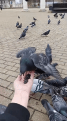 Residents feed pigeons in Chaikovsky square during afternoon gathering