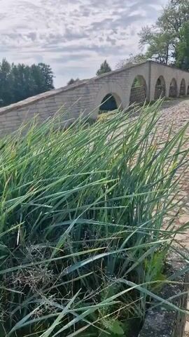 The video shows a stone bridge with multiple arches in the background. In the foreground, there are tall green plants, possibly reeds or grasses, with water droplets on them. The ground is paved with cobblestones. The sky is cloudy. A person in a green garment walks across the bridge.