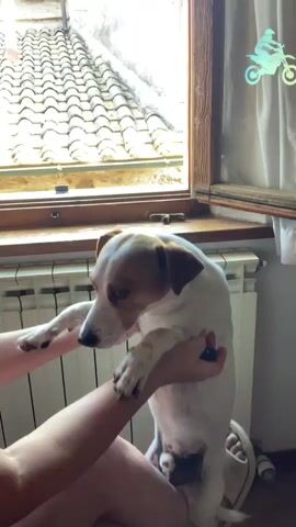 The video shows a person holding a Jack Russell terrier in an upright position. The dog is white with brown markings on its head and ears. The person's arms are wrapped around the dog's chest and legs. The dog is looking to its left with a slightly worried expression.

The scene appears to be indoors, near a window. Through the window, we can see a tiled roof, suggesting an Italian setting, possibly San Quirico d'Orcia, given the context. Sunlight is streaming in, indicating it's daytime. A radiator is visible below the window. There is a sticker of a motorcycle rider on the window. The person's legs are visible, and they are wearing white sandals. The overall mood is calm and intimate, with the person interacting affectionately with their pet.
