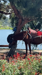 Saddled horses gather at lakeside tourist spot in Da Lat