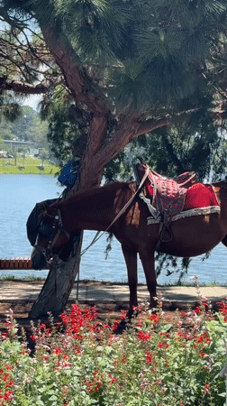 Saddled horses gather at lakeside tourist spot in Da Lat