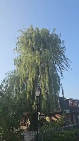 A weeping willow tree dominates the frame, its branches cascading downwards. A black lamppost stands in front of the tree, partially obscured by its foliage. In the background, a building with a dark roof and windows is visible. The sky above is clear and blue.
