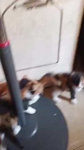The video shows two calico kittens playing around the base of a gray pole with a red cap. The kittens are small and furry, with patches of black, orange, and white fur. They are actively moving, batting at the pole and each other. The environment appears to be indoors, with a wall and a door visible in the background. The lighting is somewhat dim.