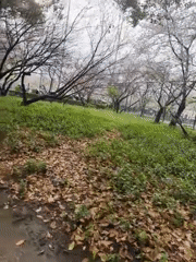 Rainy morning brings umbrella walkers to Shanghai's cherry blossoms