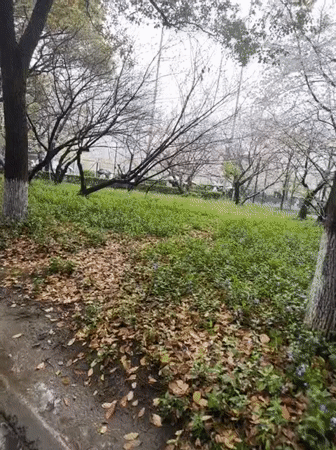 Rainy morning brings umbrella walkers to Shanghai's cherry blossoms