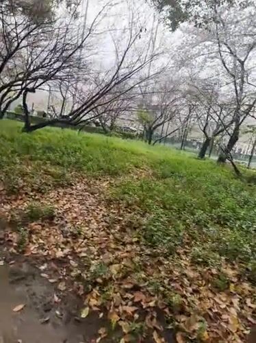 Rainy morning brings umbrella walkers to Shanghai's cherry blossoms