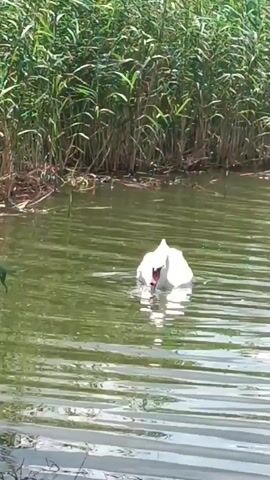 A white swan with a black beak and red markings swims in a body of water. Tall green reeds grow along the bank in the background. The water is murky green and reflects the sunlight. The swan is dipping its head into the water as if feeding.