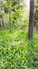 Forest landscape with water body documented by witness