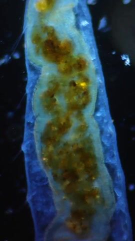 The video shows a microscopic view of a translucent organism with a blue outline, against a black background. The organism is tube-like and contains a yellow-brown mass inside. The organism appears to be moving or pulsating. There are also small, bright spots or particles floating around the organism.