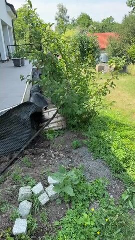 The video shows an outdoor scene with a house on the left and a garden on the right. In the foreground, there is a patch of dirt with several granite cubes arranged in a square. Green plants and weeds are growing in the dirt and surrounding area. A black fabric material, possibly landscaping fabric, is draped over some bricks and a pipe. A tree with green leaves is growing in the middle of the scene. In the background, there is a lawn, more trees, and a red-roofed building. The sky is cloudy.