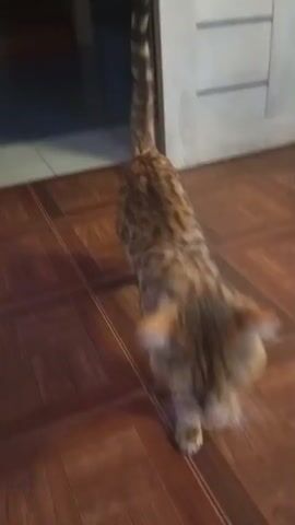 A cat with a spotted coat walks across a wooden floor, then a carpeted floor. A hand pets the cat's back.