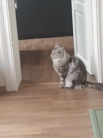 A gray cat with long fur and a long tail sits on a light brown wooden floor in a hallway between two white doorframes. The cat is facing to the right, looking up and to the right, with its eyes partially closed. The background is a dark room with a light brown floor.
