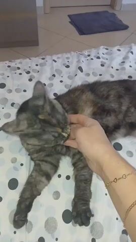 A cat is lying on a bed with a patterned duvet. A hand is petting the cat. The cat is a tabby with black, brown, and tan markings. The hand is a human hand with a gold bracelet on the wrist. The environment appears to be a bedroom.