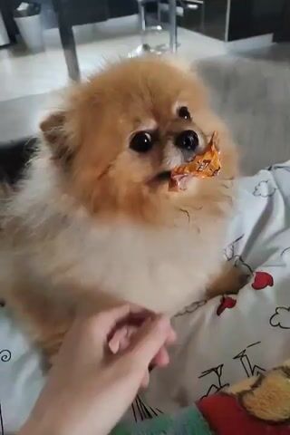 A Pomeranian dog is lying on a bed with its head turned to the right, holding a piece of food in its mouth. A person's hand is visible in the foreground, gently stroking the dog's side. The dog is fluffy and tan in color. The bed has a white sheet with a pattern of clouds and hearts. In the background, there is a hint of a kitchen counter and some furniture. The lighting appears to be indoor.