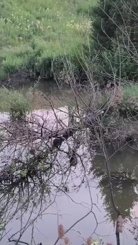 The video shows a close-up shot of a dead tree lying across a body of water. The tree's branches are bare and intertwined, creating a complex silhouette against the murky water. Small green leaves are sprouting from some of the branches, suggesting the arrival of spring or summer. The water reflects the branches and the surrounding greenery, creating a mirror image that adds to the visual depth of the scene. The overall atmosphere is one of stillness and decay, with a hint of new life emerging.