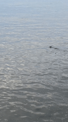 Dark objects spotted floating in water near Samara
