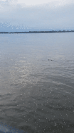 Dark objects spotted floating in water near Samara