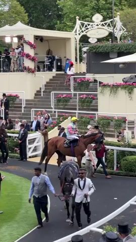 A horse race is about to begin. A chestnut horse with a jockey in a pink and white striped shirt and a yellow helmet is being led by handlers towards a starting gate. Other horses and jockeys are visible in the background, as are spectators in formal attire. The event appears to be taking place outdoors at a racecourse with grandstands adorned with flowers.