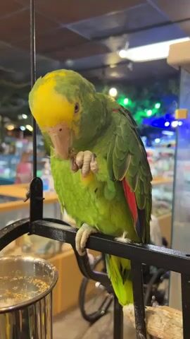 A parrot with green feathers and a yellow head perches on a black metal stand, holding and eating a piece of food with its left claw. Its beak is slightly open, and it blinks slowly. The bird has red and blue feathers under its wings. To the left, a metal food bowl is attached to the stand. In the blurred background, there are various items, lights, and people, suggesting an indoor commercial setting like a pet store.