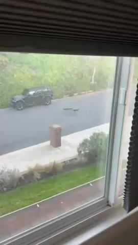 The video shows a peacock walking across a street from the perspective of a window. The blinds are partially drawn. The peacock has iridescent blue feathers on its neck and a long green tail. A black SUV is parked on the side of the street. A brick pillar is on the sidewalk. There is grass and landscaping on the side of the street. The street is cracked.