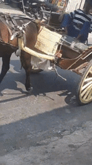 Horse-drawn carriage rolling through Maron, East Java