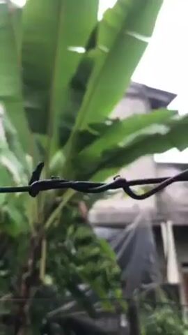 The video shows a close-up of a section of a black wire, likely a fence, with several ants crawling along it. In the background, slightly out of focus, is a banana tree with green bananas and a building with a gray exterior and a brown door. The sky is overcast, and the overall environment suggests a rural or suburban setting.