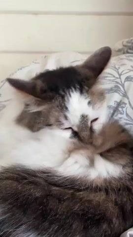 A fluffy cat with white and brown fur sleeps on a patterned blanket. The cat is curled up with its face buried in its paws, its eyes closed. The cat then briefly twitches its ears and nose before settling back to sleep.