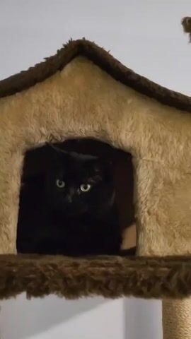 A black cat sits inside a tan and brown furry cat house. The cat blinks its yellow eyes.