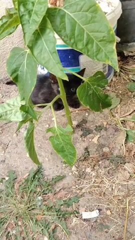 A small black kitten is peeking out from behind a large green plant. The kitten's head is visible, and its eyes are looking towards the camera. The plant has large, broad leaves and a thick stem. The ground around the plant is covered in dirt, small stones, and some dried grass. In the background, there is a white bucket with blue markings and a portion of a wall. The scene appears to be outdoors in a garden or yard area.