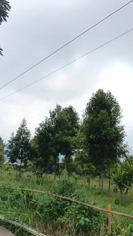 The video depicts a rural scene. A weathered asphalt road runs along the bottom edge of the frame, bordering a lush green area with tall grasses, bushes, and several trees of varying sizes. A simple wooden fence, partially obscured by the foliage, separates the road from the green space. In the distance, glimpses of a building can be seen through the trees, hinting at a settlement. The sky is overcast and grey. The camera appears to be moving slowly along the road, capturing the passing scenery.