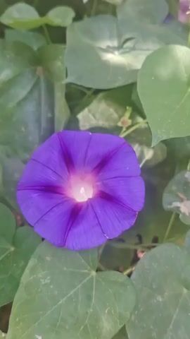 The video shows a close-up view of several blooming morning glory flowers. The flowers are a vibrant purple with a lighter pinkish-white center. They are surrounded by lush green leaves, some of which are heart-shaped. The lighting suggests it is daytime, possibly outdoors, with dappled sunlight filtering through. There are no people or animals visible in the video. The camera is static for the first few seconds, then slowly pans down and to the right, showing more of the plants and leaves.