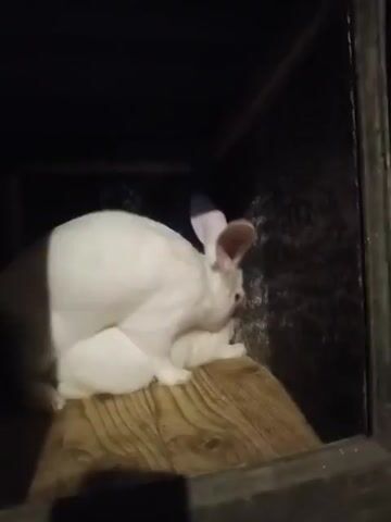 The video shows two white rabbits inside a dark enclosure with a wooden platform. The larger rabbit appears to be mounting the smaller rabbit. The enclosure seems to be a hutch or cage. The lighting is dim, casting shadows.