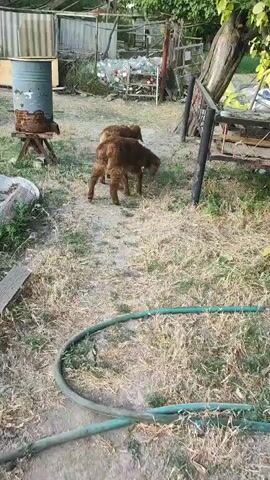The video shows two young sheep with brown wool, grazing in a grassy area. They are standing close together and appear to be facing away from the camera, with their heads down as they eat. The environment is an outdoor area with dry grass and dirt. In the background, there are some farm-like structures, including a corrugated metal shed, a large metal barrel on a stand, and some wooden fencing. There is also a green garden hose visible in the foreground. The lighting suggests it is daytime.