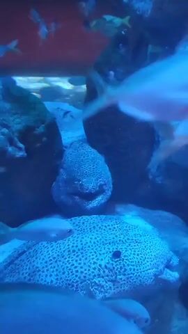 The video shows an aquarium tank with fish swimming around. There is a large moray eel nestled among the rocks. The water is tinted blue.