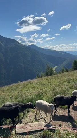 The video captures a serene mountain landscape with several sheep grazing on a grassy slope under a clear blue sky with scattered clouds. In the foreground, four sheep are visible: two black sheep, one gray sheep, and one white sheep. They are standing on a dirt path, with a wooden structure partially visible in the lower left corner. Behind the sheep, the slope is covered in lush green grass, and further in the distance, rolling mountains covered in trees can be seen. The atmosphere is peaceful and idyllic.