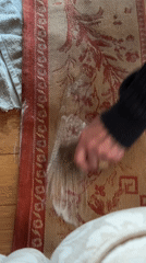 Resident cleans stained rug in Wealden home