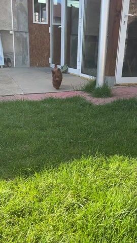 A brown poodle puppy is playing on a grassy lawn. The puppy approaches the camera, then jumps and runs to the right. The dog has curly fur. The grass is bright green and neatly cut. The background shows a patio and part of a building with white-framed glass doors. There is a silver pole near the building. The lighting is bright and sunny.