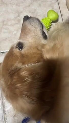 The video features a close-up, high-angle shot of a golden retriever dog lying peacefully on a light-colored, tiled floor. The dog's head is positioned towards the upper right of the frame, showcasing its warm golden-brown fur. Its left eye is partially open, suggesting the dog is resting or in a light sleep. A bright lime green dog toy, featuring a heart-shaped end and a textured, spiky body, rests on the floor behind the dog's head. The setting appears to be indoors, with the tiled floor visible throughout. A small blue object, possibly a collar or a piece of cloth, is partially visible at the bottom left of the frame. The dog appears calm and relaxed. There is no visible text in the video. Faint background chatter can be heard.
